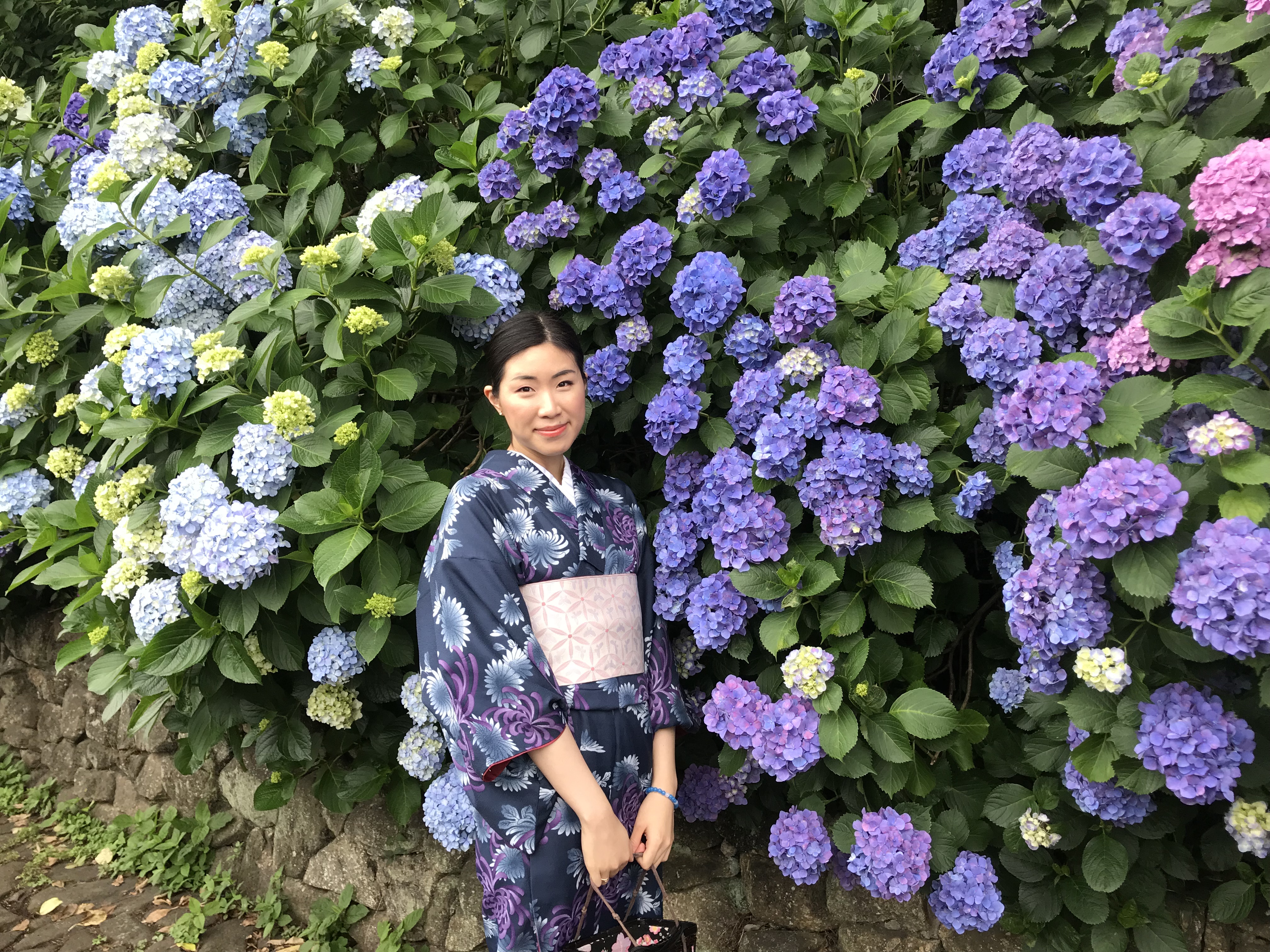 紫陽花♡