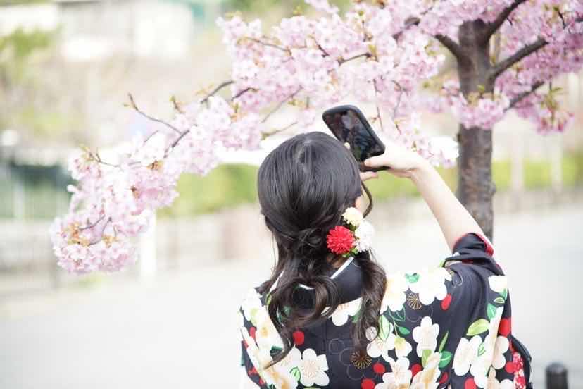 鴨川沿いの桜