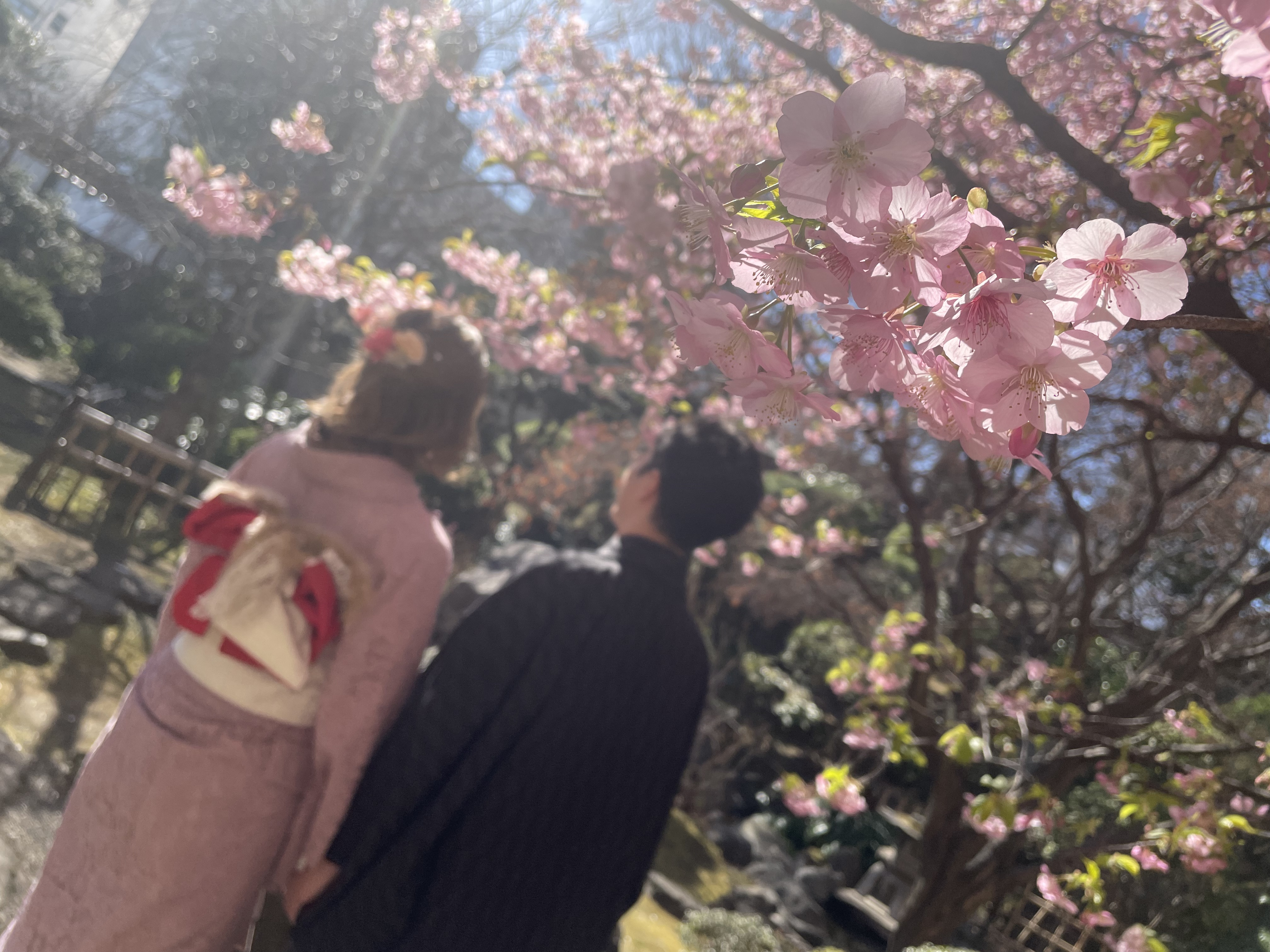 河津桜咲いてます
